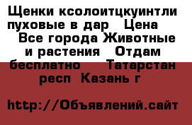 Щенки ксолоитцкуинтли пуховые в дар › Цена ­ 1 - Все города Животные и растения » Отдам бесплатно   . Татарстан респ.,Казань г.